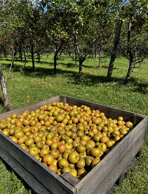 pommes-terroir